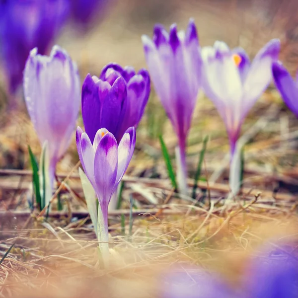 Vintage blommande violett krokusar, vårblomma — Stockfoto