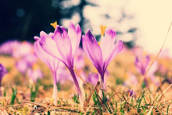 Vintage virágzó lila krókuszok, tavaszi virág — Stock Fotó