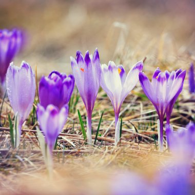 Vintage blooming Menekşe çiğdemler, Bahar çiçek