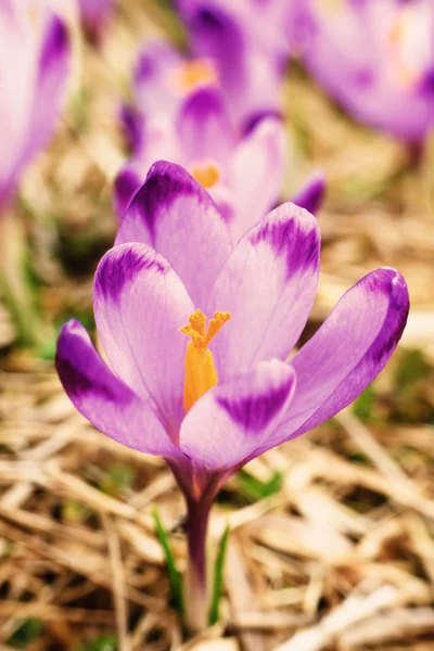 Vintage azafrán violeta, flor de primavera —  Fotos de Stock