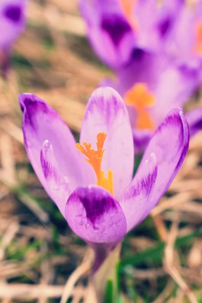 Vintage blooming violet crocuses, spring flower — Stock Photo, Image