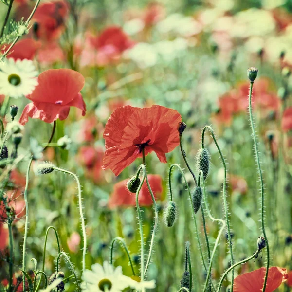 Vintage field of poppies — Stock Photo, Image