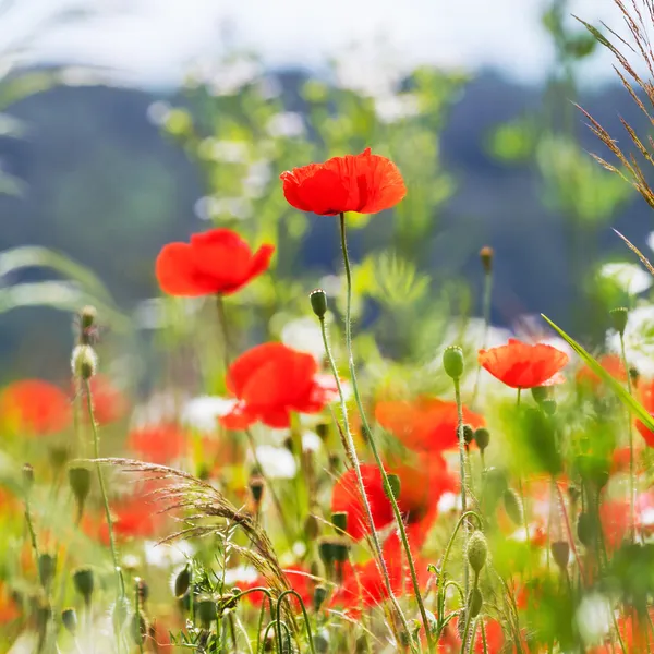 Vintage field of poppies — Stock Photo, Image