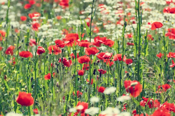 Campo vintage di papaveri — Foto Stock