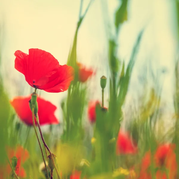 Vintage field of poppies — Stock Photo, Image