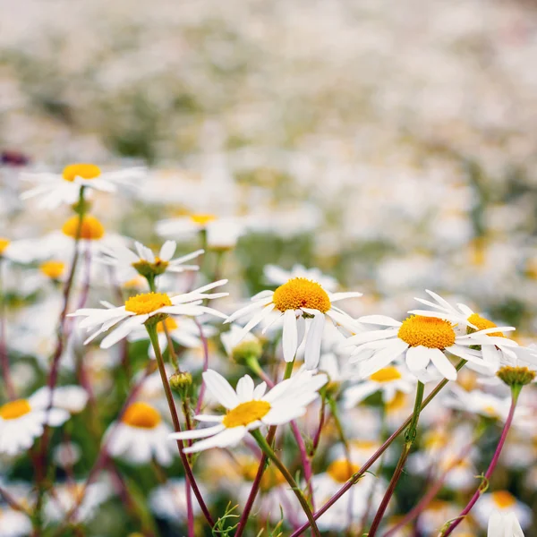 Vintage field of white camomiles — Stock Photo, Image