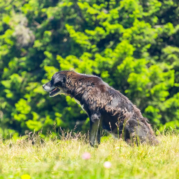 Köpek çimlerin üzerinde oturuyor. — Stok fotoğraf