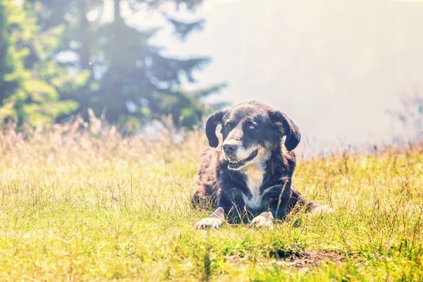 Pes leží na trávě — Stock fotografie