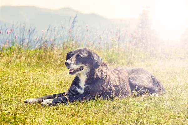 草の上に横たわる犬 — ストック写真