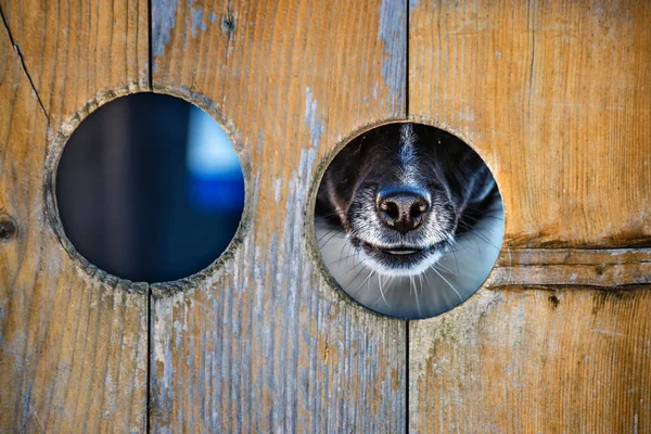 Собака Смотрит Сквозь Дыру Заборе — стоковое фото