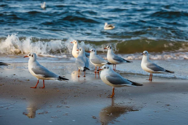 Group Seagull Beach — Stock Photo, Image