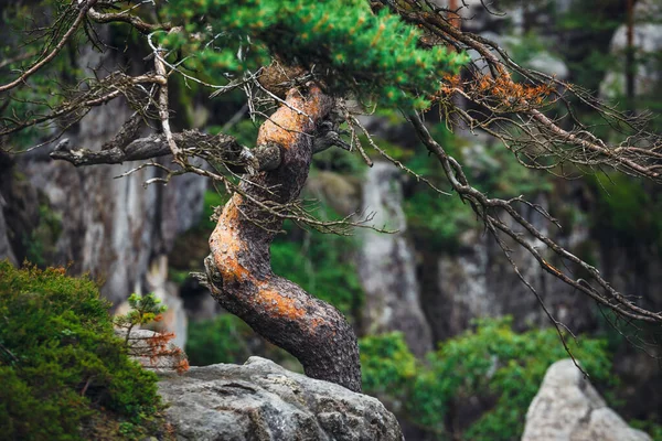 Lonely Pine Tree Growing Rocks — Stock Photo, Image