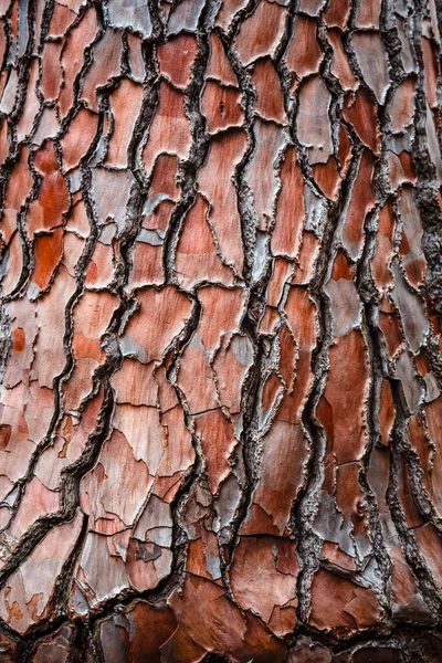 Texture Pine Bark Background — Stock Photo, Image