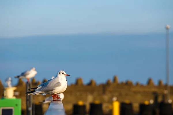 Close Seagull Sitting Railing Harbor — Stock Photo, Image