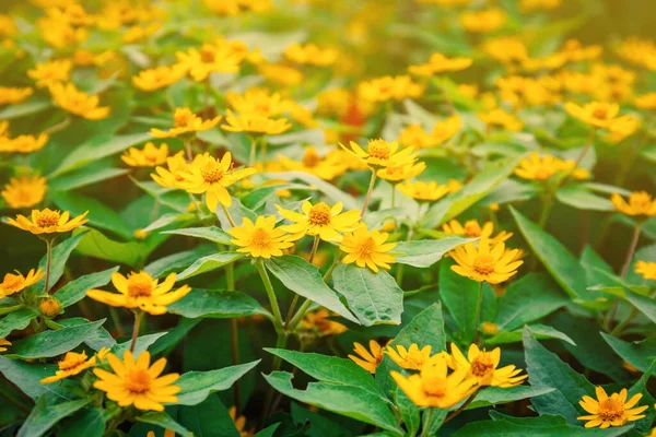 Letní Pozadí Žlutými Květy Pole Slunci Krásná Přírodní Scéna — Stock fotografie