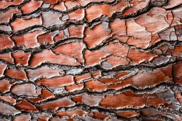 Texture Pine Bark Background — Stock Photo, Image