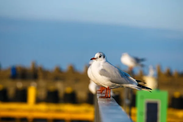 Close Seagull Sitting Railing Harbor — Stock Photo, Image