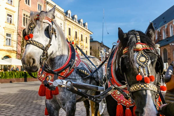 Decorated Horses Riding Tourists Carriage Krakow Poland — Stock Photo, Image
