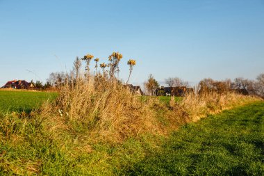 Mavi gökyüzünün arka planında kuru bitkiler. Altın sonbahar konsepti. Kuru ot. Sonbahar arkaplanı. Güneş ışığı