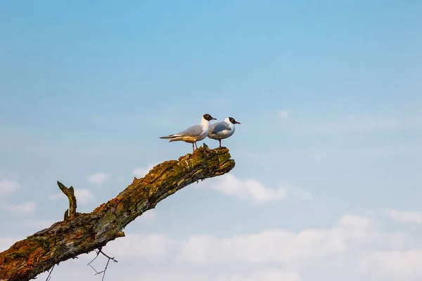 Gulls Sit Broken Tree Watch Area — Stock Photo, Image