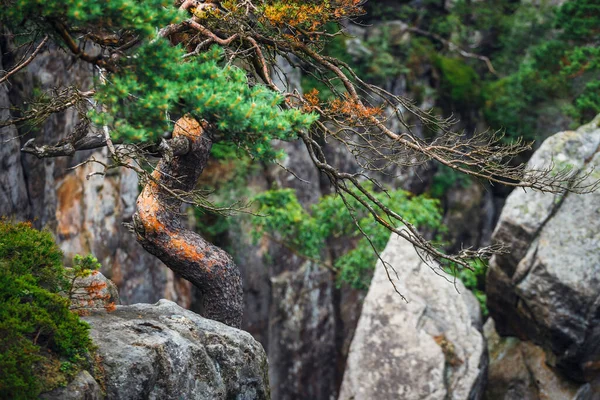 Einsamer Kiefernbaum Wächst Auf Den Felsen — Stockfoto