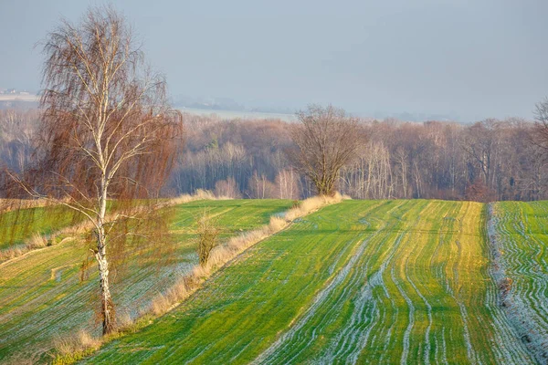 Obdělávaná Zemědělská Pole Během Podzimního Západu Slunce Barevná Krajina Patchwork — Stock fotografie