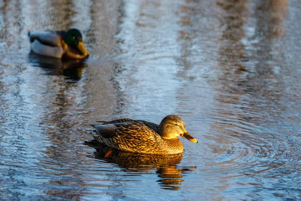Male Female Mallard Ducks Swimming Pond Blue Water While Looking — Stock Photo, Image