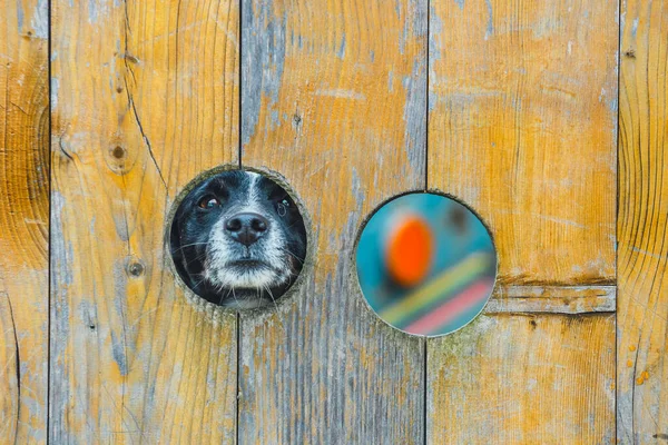 Портрет Собаки Смотрящей Через Дыру Заборе — стоковое фото