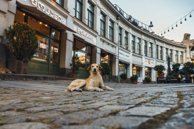 Kutaisi, Georgia, 27 Eylül 2021: Sokaktaki evsiz köpek, Georgia