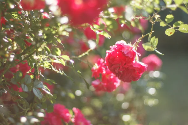 Rosa arbusto Imagen De Stock