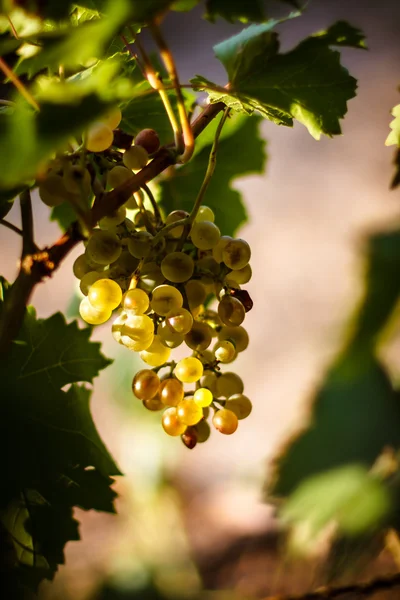 Un grande grappolo di uva da vino bianca pende da una vite. Uve mature — Foto Stock
