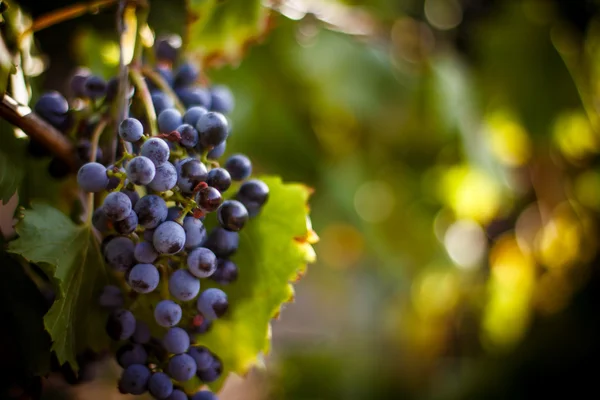 Grandes racimos de uvas de vino tinto cuelgan de una vid. Uvas maduras Fotos De Stock
