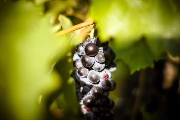 Gran racimo de uvas de vino tinto cuelgan de una vid, caliente — Foto de Stock