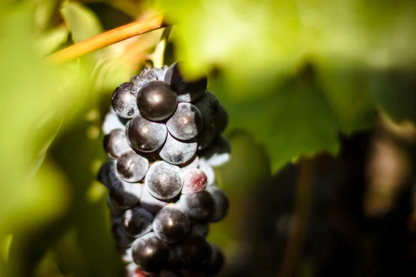 Gran racimo de uvas de vino tinto cuelgan de una vid, caliente — Foto de Stock