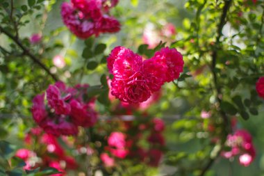 Bahçe çalılıkların gül çiçek