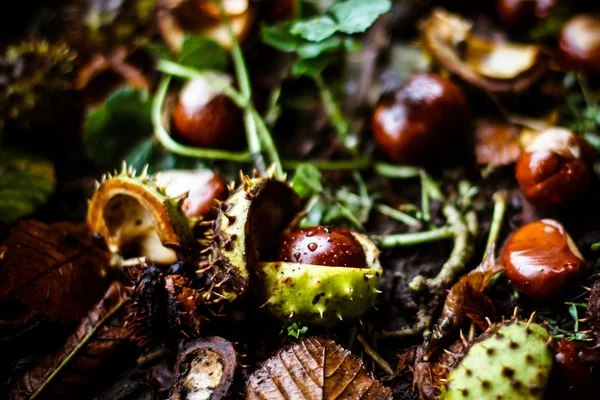 Horse chestnuts with drops of water lying on the ground — Stock Photo, Image