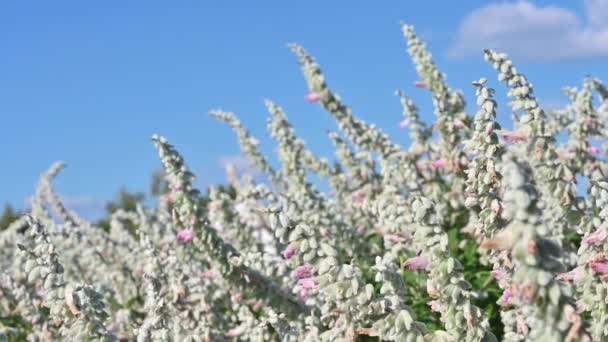 Mexican Blue Sage Flowers Outdoors Blowing Wind — Stockvideo