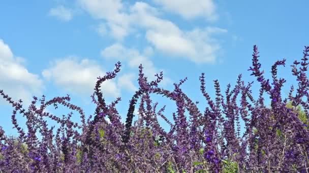 Espiras Místicas Flores Salvia Azul Aire Libre Soplando Viento — Vídeo de stock