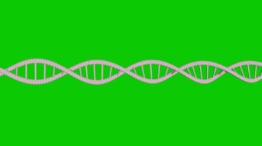 Yeşil Ekran Chroma anahtarında kusursuz döngülü üç boyutlu soyut DNA animasyonu. Bilim animasyonu.