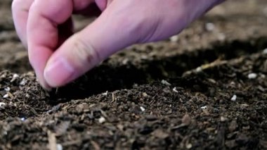 Toprakta tohum ekimi çiftçinin el.