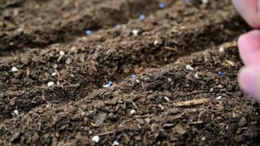 Toprakta tohum ekimi çiftçinin el.