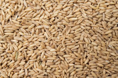 Oats top view background. Grain background.
