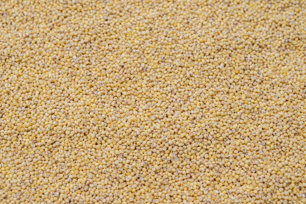 Millet üst görünüm arka planı. Tahıl arkaplanı.