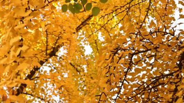 Sarı ginkgo yapraklı sonbahar manzarası.