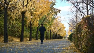 Sarı ginkgo yapraklı sonbahar manzarası.