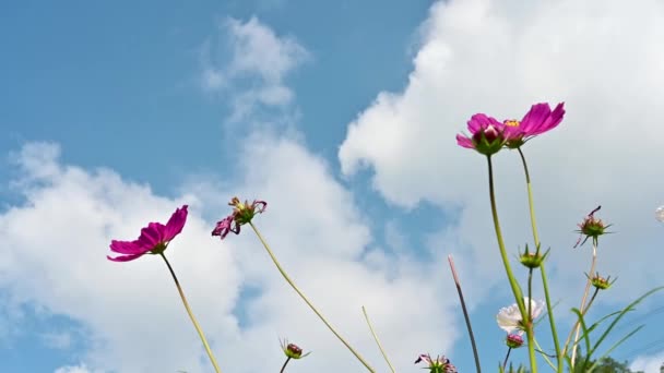 Chiaro Cielo Autunnale Cosmo Fiore — Video Stock