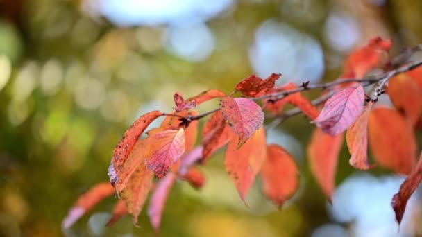 Herfst Landschap Met Rode Esdoorn Bladeren — Stockvideo