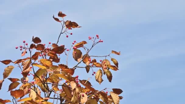 Pemandangan Musim Gugur Dengan Daun Maple Kuning — Stok Video