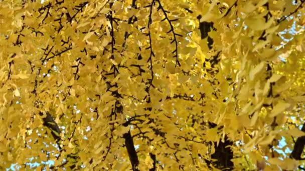 Jesienny Krajobraz Żółtymi Liśćmi Miłorzębu — Wideo stockowe