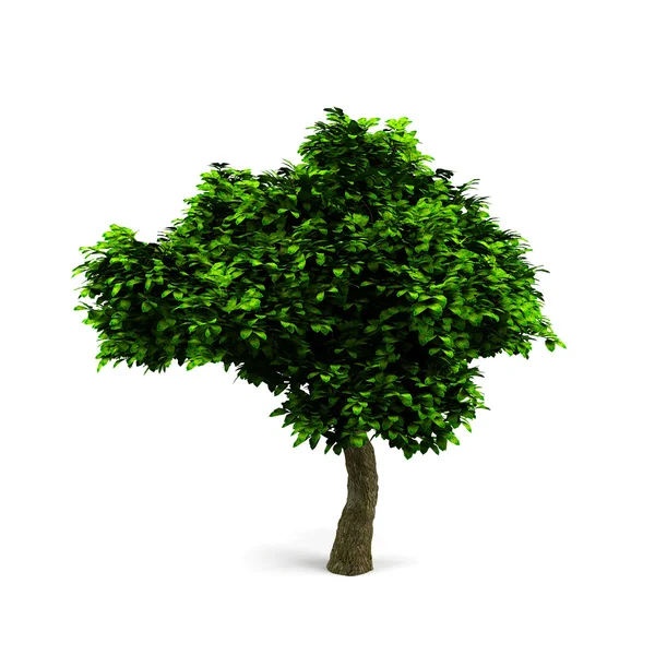 3D tree isolerad på vit. — Stockfoto